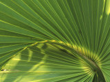 Cabbage Palmetto  Naples  Florida  USA