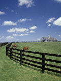 Thoroughbred in the Countryside  Kentucky  USA