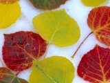 Colorful Aspen Leaves on Snow  Colorado  USA