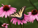 Tiger Swallowtail Butterfly on Purple Coneflower  Kentucky  USA