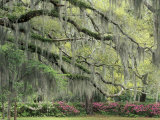 Live Oak Tree Draped with Spanish Moss  Savannah  Georgia  USA