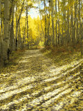 Aspen  Dirt Road  Kebler Pass  Colorado  USA
