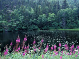 Fireweed and Forest Along Inside Passage  Alaska  USA