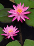 Hybrid Water Lily  Louisville  Kentucky  USA