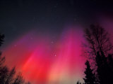 Curtains of Northern Lights above Fairbanks  Alaska  USA