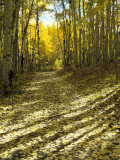 Aspen Tree Shadows and Old Country Road  Kebler Pass  Colorado  USA