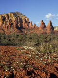 Red Rock Country with Spring Flowers  Sedona  Arizona  USA