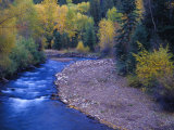 San Miguel River and Aspens in Autumn  Colorado  USA