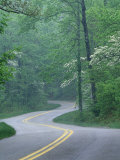 Forest Road in Spring  Daniel Boone National Forest  Kentucky  USA
