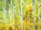 Aspens in Fall  Kebler Pass  Colorado  USA