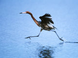 Reddish Egret Fishing  Sanibel Island  Ding Darling National Wildlife Refuge  Florida  USA