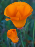 California Poppies  Antelope Valley  California  USA