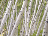 Autumn Aspens in Kebler Pass  Colorado  USA