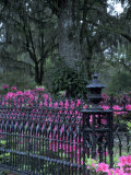 Bonaventure Cemetery  Savannah  Georgia  USA