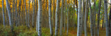 Aspen Grove  Kebler Pass  Colorado  USA