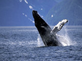 Humpback Whale Breaching  Inside Passage  Alaska  USA