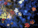 Leaves in a Pond Next to Kilburn Loop Trail  Pisgah State Park  New Hampshire  USA