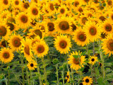 Sunflowers  Colorado  USA