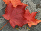 Sugar Maple Foliage in Fall  Rye  New Hampshire  USA