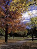 Autumn Colors and Roadway  Bernheim Forest and Arboretum  Clermont  Kentucky  USA
