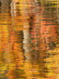 Refections of Fall Foliage and Birch Trees in Pond  Acadia National Park  Maine  USA