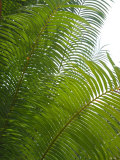 Palm Fronds  Florida  USA