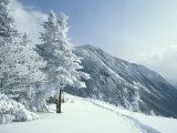 Snow Covered Trees and Snowshoe Tracks  White Mountain National Forest  New Hampshire  USA
