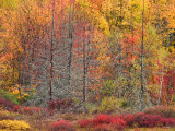 Blueberry Bushes and Trees  Acadia National Park  Maine  USA