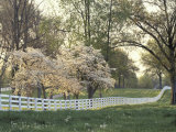 Dogwood Trees at Sunset Along Fence on Horse Farm  Lexington  Kentucky  USA