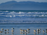 Pismo Beach  California  USA