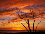 Dead Tree on Lighthouse Beach at Sunrise  Sanibel Island  Florida  USA