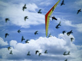 Hanglider with Avian Companions