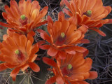 Claret Cup Cactus Flowers  San Xavier  Arizona  USA