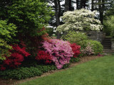 Azaleas  New Jersey State Botanical Garden  New Jersey  USA