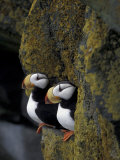 Horned Puffins on Ledge of Lichen  Pribilofs  St Paul Island  Alaska  USA