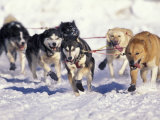 Iditarod Dog Sled Racing through Streets of Anchorage  Alaska  USA