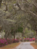 Bonaventure Cemetery with Moss Draped Oak  Dogwoods and Azaleas  Savannah  Georgia  USA