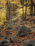 Fall Foliage on the Tarn Trail of Dorr Mountain  Maine  USA