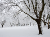 Snow-Covered Maple Trees in Odiorne Point State Park in Rye  New Hampshire  USA