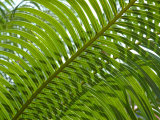 Palm Fronds  Florida  USA