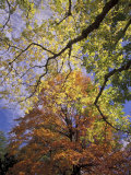 Skyward View of Autumn Colors  Kentucky  USA