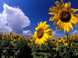 Sunflowers  Colorado  USA