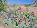 Beavertail Cactus  Joshua Tree National Park  California  USA
