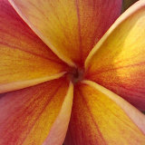 Orange Plumeria at Molokai Plumerias  Molokai  Hawaii  USA