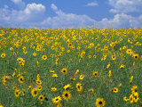Sunflowers  Colorado  USA