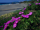 Ice Plant on California Coastline  USA