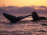Humpback Whale at Sunset  Inside Passage  Alaska  USA