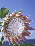 King Protea with Blue Sky  Maui  Hawaii  USA