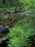 Lady Fern  Lyman Brook  The Nature Conservancy's Bunnell Tract  New Hampshire  USA