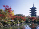 Autumn Leaves and Five-Story Pagoda  Toji Temple (Kyo-O-Gokoku-Ji)  Kyoto  Honshu  Japan